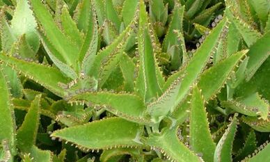 Teinture de kalanchoe pour le traitement des varices